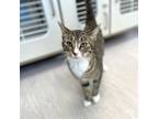 Adopt Honey a Domestic Short Hair