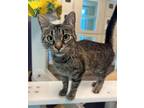 Adopt Lila a Domestic Short Hair