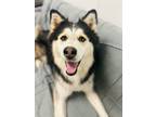 Adopt Lisa (Lumi) a Siberian Husky, Mixed Breed