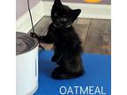 Adopt Oatmeal a Domestic Short Hair