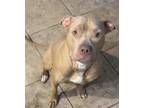 Adopt MAGNOLIA a Pit Bull Terrier