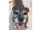 Adopt Jazzie a Mixed Breed