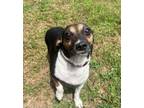Adopt Princess Penny (@ Grandview at Clear Pond Apts) a Rat Terrier, Mixed Breed