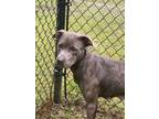 Adopt Missy (HW+) a Pit Bull Terrier, Mixed Breed