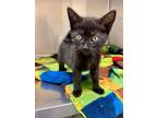 Adopt Bamboo a Domestic Short Hair