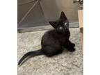 Adopt Rousette a Domestic Short Hair