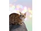 Adopt Ginger a Domestic Short Hair