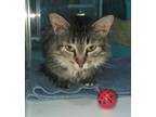 Adopt Muffin a Domestic Long Hair, Domestic Short Hair