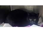 Adopt Bella a Domestic Short Hair