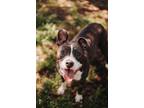 Adopt 73466A Neziko a American Staffordshire Terrier, Mixed Breed