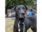 Adopt Isla a Mixed Breed