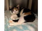 Adopt Honey (Hwy 107) a Domestic Short Hair