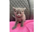 Adopt Iselle a Domestic Short Hair