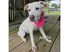 Adopt Judith a Labrador Retriever, Mixed Breed