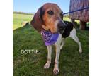 Adopt Dottie a Mixed Breed, Hound