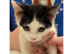 Adopt KYRA a Domestic Short Hair