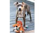 Adopt PUPPY CHARISMATIC CARLY a Mountain Cur