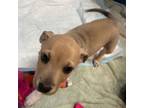 Adopt Zepher a Mixed Breed