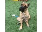 Adopt BB a Cane Corso