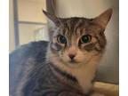 Adopt Miss Mouse a Domestic Short Hair