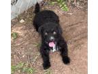 Adopt Edna a Standard Poodle, Mixed Breed