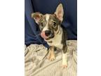 Adopt Solene a Mixed Breed
