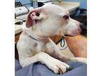 Adopt PIPPI a Pit Bull Terrier, Mixed Breed
