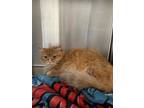 Adopt BELLA a Domestic Medium Hair