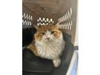 Adopt TESS a Domestic Medium Hair