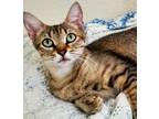 Adopt Michi 2 a Egyptian Mau