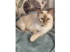 Adopt Cheesecake a Siamese