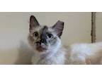 Adopt Eloise (aka Weezie) a Siamese