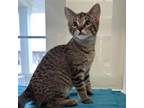 Adopt Cadburry a Domestic Short Hair