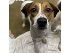 Adopt Remi a Hound, Mixed Breed