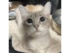 Adopt Ocean a Siamese