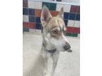 Adopt FLOWER a Siberian Husky, Mixed Breed