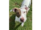 Adopt Sweetie a Pit Bull Terrier, Mixed Breed