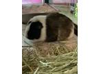 Adopt Penelope a Guinea Pig