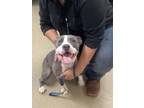 Adopt JAZ a Pit Bull Terrier, Mixed Breed