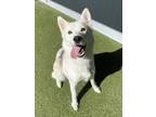 Adopt Angel a Husky, Mixed Breed