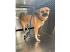 Adopt Meredith a Pug, Mixed Breed