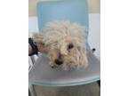 Adopt Piglet a Poodle, Mixed Breed