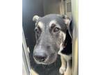 Adopt Dani a German Shepherd Dog, Mixed Breed