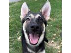Adopt 55902611 a German Shepherd Dog, Mixed Breed