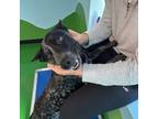 Adopt Ruby a Cattle Dog, Mixed Breed