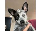 Adopt Aunt Trixie a Cattle Dog, Mixed Breed