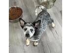 Adopt Indie a Cattle Dog, Mixed Breed