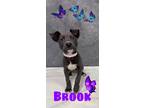 Adopt Brook a Retriever, Mixed Breed
