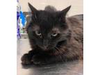 Adopt Morticia a Domestic Short Hair