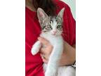 Adopt Tinkle a Domestic Short Hair